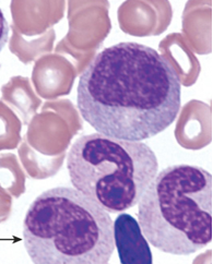 <p>What is this cell according to neutrophil maturation and where would you see it?</p>