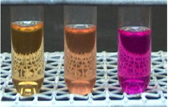 <ol><li><p>what test is this?</p></li><li><p>what type of media is this?</p></li><li><p>explain what was added to yield results</p></li><li><p>explain the pictures (+ or -) results and what each mean)</p></li></ol><p></p>