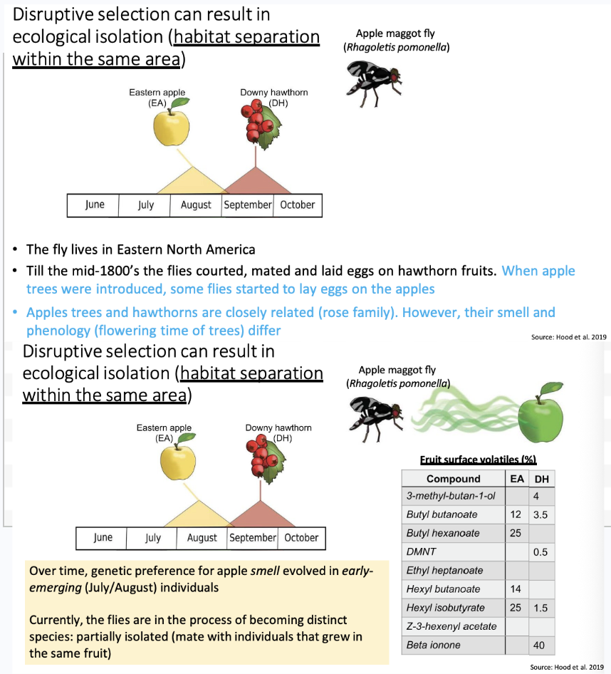 <ul><li><p>Results in ecological isolation</p><ul><li><p>AKA habitat separation within the same area</p></li></ul></li><li><p>The chart reflects when the tree flowers and goes on to produce fruit.</p><ul><li><p><span>The apple has earlier flowering, and so over time the flies will develop a smell preference for one or the other, and hence drive to mate in breed on the apple earlier or later on the downy hawthorn. </span></p></li><li><p><span>A change in when and where they are breeding causes reproductive isolation over time.</span></p></li><li><p><span>Nearing becoming a distinct species today.</span></p></li></ul></li></ul><p></p>
