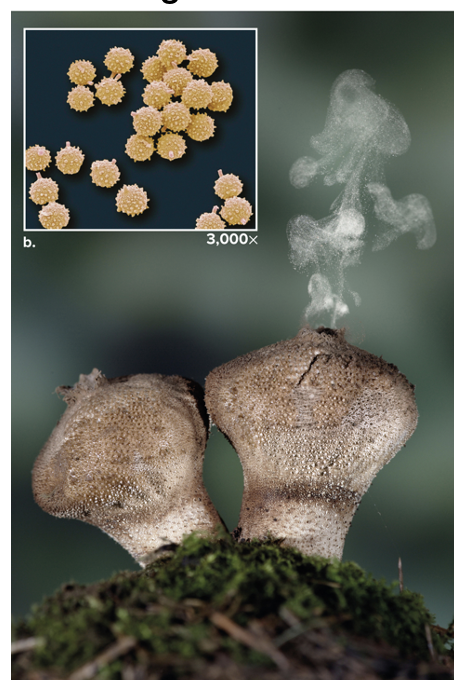 <p>used as a method of adaptation to dry land </p><ul><li><p>spores are <span>haploid reproductive cells that develop into a new organism without the need to fuse with another cell</span></p><ul><li><p>spores germinate into new mycelia </p></li></ul></li><li><p>sexual reproduction occurs by the <span>conjugation of hyphae from different mating types</span></p><ul><li><p><span>Haploid nuclei may not immediately fuse</span></p></li><li><p><span>Eventually, the nuclei fuse to form a zygote</span></p></li><li><p><span>Zygote undergoes meiosis to produce haploid spores</span></p></li></ul></li></ul><p></p>