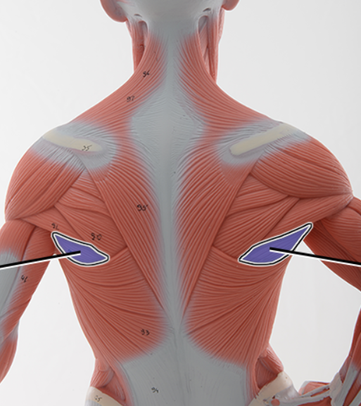 <p>Name the structure highlighted, function</p>