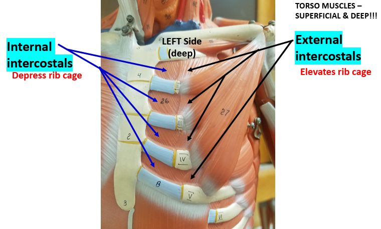 <p><strong>Action: </strong>Depresses ribs for expiration.</p><p><span style="color: rgb(231, 3, 3);"><strong>Antagonist: </strong></span><span style="color: rgb(248, 248, 248);">External intercostals.</span></p>