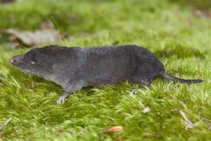 <p>Short-tailed shrew</p>