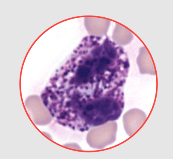 <p>What species does this basophil belong to? dog, equine, feline, or bovine?</p>