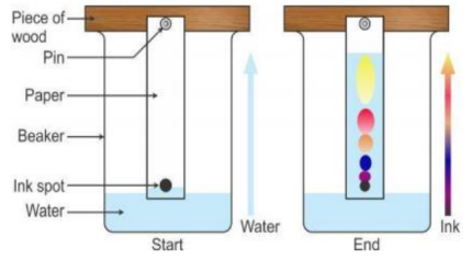 <ol><li><p>A line is drawn (typically in pencil) near the end of a paper strip.</p></li><li><p>A drop of the sample is placed on the line.</p></li><li><p>The paper is placed in an, ideally, sealed container with a shallow layer of solvent. The solvent should touch the bottom of the paper but not the line. The <strong>stationary phase</strong> is the paper and the <strong>mobile phase</strong> is the solvent.</p></li><li><p>The solvent and dyes will separate as time passes. Remove the paper before the solvent reaches the top of the paper.</p></li><li><p>Measure the height of the leading edges of the solvent and each dye.</p></li></ol><p>The more similarity in polarity that the sample is to the solvent, the farther it travels. <em>With a polar solvent, polar samples travel farther than nonpolar samples. With a nonpolar solvent, nonpolar samples travel farther than polar samples.</em></p><p>The <strong>retention factor</strong> R<sub>f</sub> is (distance traveled by sample/distance traveled by solvent). The sample can be identified by comparing R<sub>f</sub> values (comparing distances is unreliable).</p>