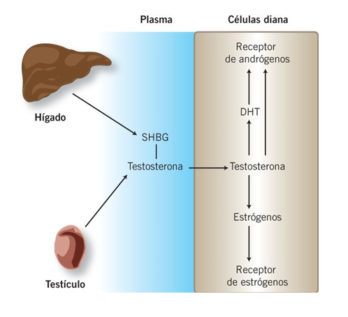 <p><strong>1. Transporte</strong></p><ul><li><p><span>La testosterona circula unida a <strong>SHBG</strong> (globulina transportadora).</span></p></li><li><p><span>Solo la fracción libre es activa.</span></p></li></ul><p><strong>2. Conversión</strong></p><ul><li><p><span>En tejidos diana, la testosterona puede convertirse en:</span></p><ul><li><p><span><strong>DHT</strong> (más potente)</span></p></li><li><p><span><strong>Estrógenos</strong> (por aromatasa)</span></p></li></ul></li></ul><p><strong>3. Receptores</strong></p><ul><li><p><span>La testosterona y la DHT actúan sobre <strong>receptores androgénicos</strong>.</span></p></li><li><p><span>Los estrógenos actúan sobre <strong>receptores estrogénicos</strong>.</span></p></li></ul><p></p>