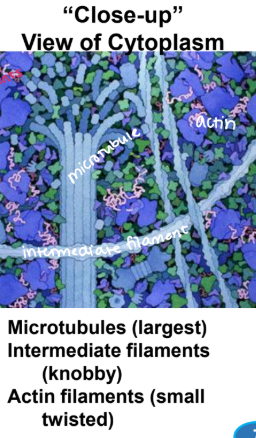 <p><strong><u>Cytoskeleton Protein Filaments</u></strong></p><ul><li><p><strong>Structure</strong>: each filament is <span style="color: blue;"><strong>composed of protein monomers </strong></span>bound _________ to form a long polymer. </p></li></ul><p></p>
