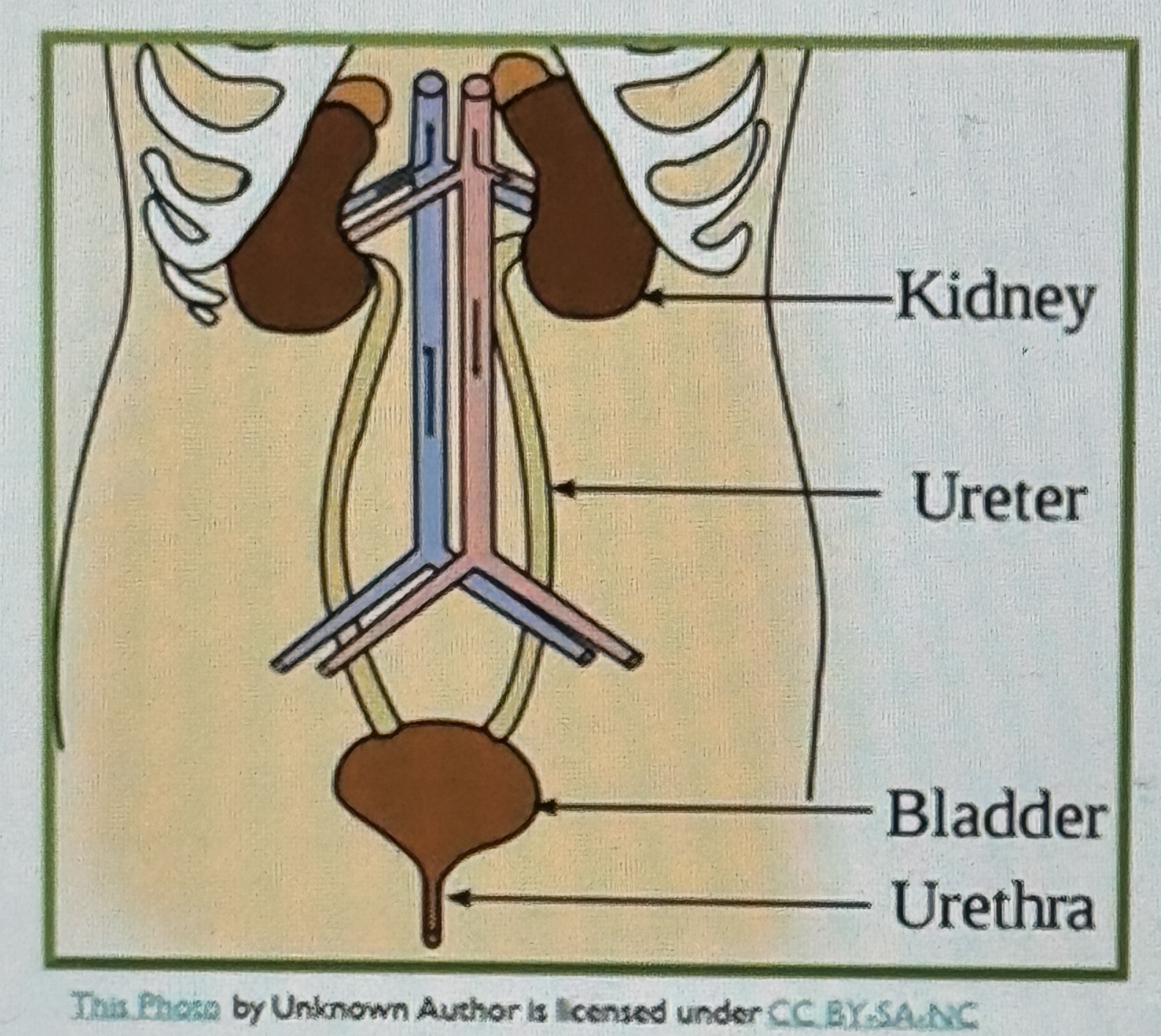 <p>Urethra</p>