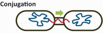 <p>transfer between bacteria, almost like sex, but using a conjugation bridge</p>