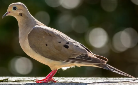 <p>Species, family, order?</p>