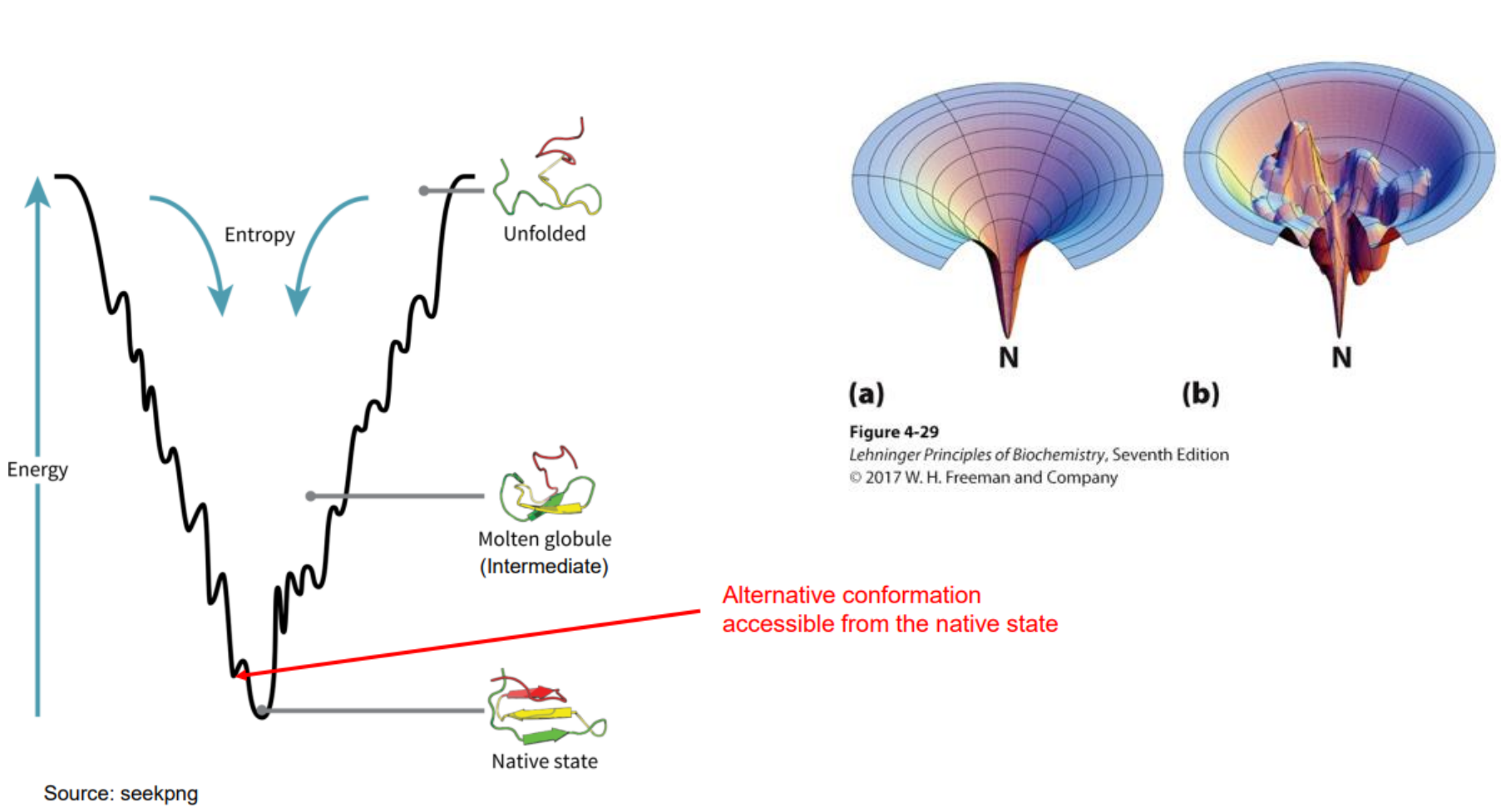 <p>Protein folding and Entropy </p>
