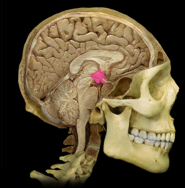 <p>Hypothalamus</p>