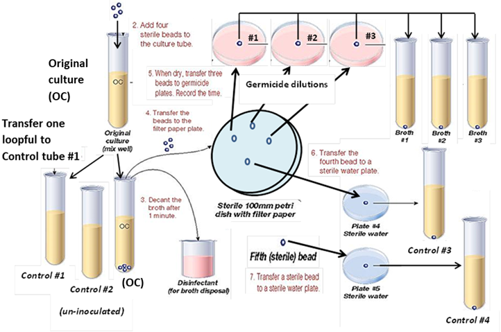 <p><span style="background-color: transparent;">Below is the experimental protocol of Lab 10 to examine the effectiveness of specific germicides. The original culture is a 24 hour old nutrient broth culture of the test bacterium. Other test tubes contain nutrient broth to which various manipulations were carried out; four are controls.&nbsp;</span></p><p></p><p><span style="background-color: transparent;">If there is growth in the control #2 tube the experiment results cannot be interpreted. Why does growth in this tube prevent the use of the other results and interpretation of the effectiveness of the agents?</span></p><p><span>A) It indicates that the broth being used throughout the experiment was likely contaminated.&nbsp;</span></p><p><span style="background-color: transparent;">B) It demonstrates that the bacteria being used are resistant to disinfectants.&nbsp;</span></p><p><span style="background-color: transparent;">C) It demonstrates that the disinfectants were not diluted correctly.&nbsp;</span></p><p><span style="background-color: transparent;">D) It indicates that the bacteria will grow without incubation.</span></p><p></p>