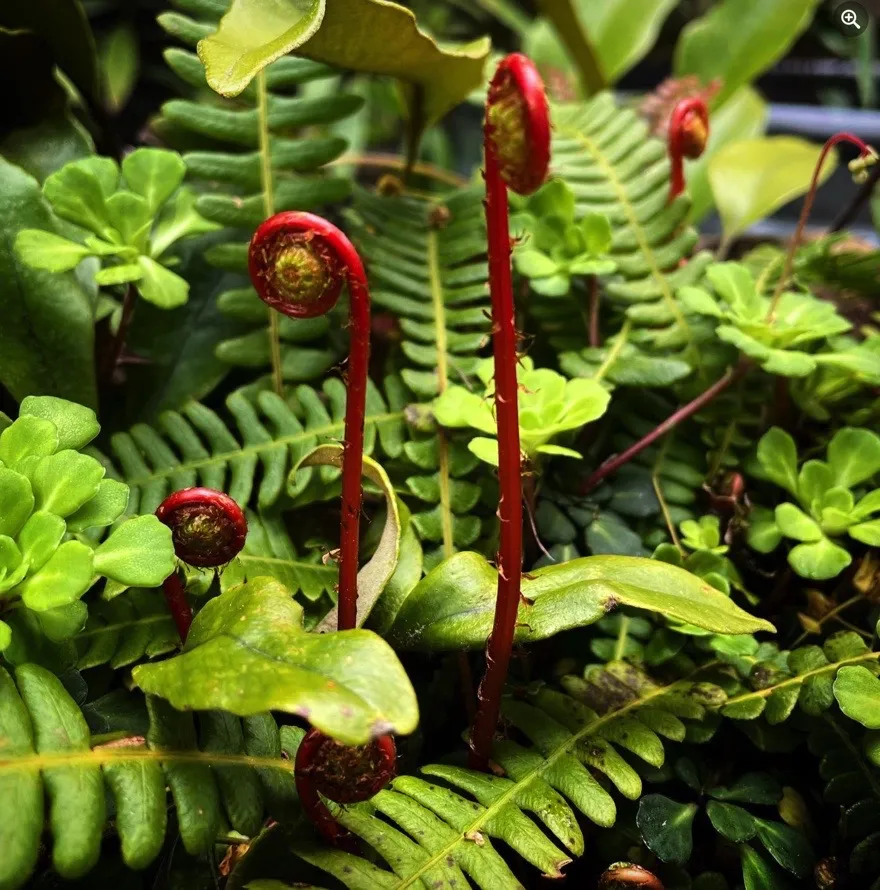 <p><span><em>Blechnum spicant</em></span></p>