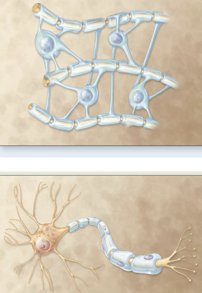 <ul><li><p>What effect does myelin have on nerve impulse conduction?</p></li><li><p>What is salutatory conduction?</p></li><li><p>What are the gaps in myelin called?</p></li></ul><p></p>