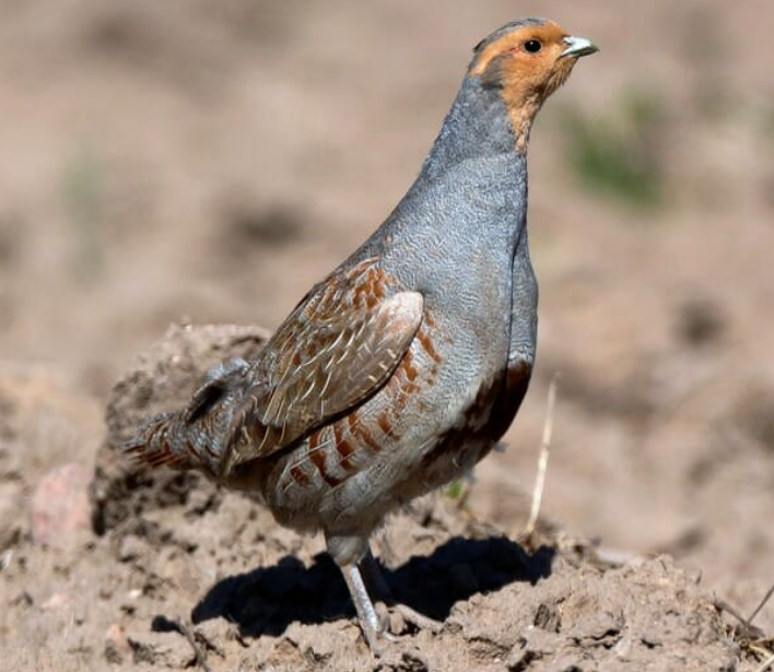 <p>Gray Partridge</p>