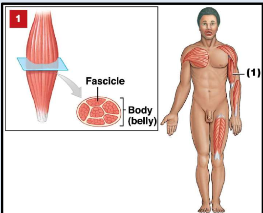 <p>In a parallel muscle, the fascicles are <strong>parallel</strong> to the <strong>long</strong> axis of the muscle. such as the <strong>biceps</strong> and brachii, Has central body, muscle shortens ~<strong>30</strong>%. </p>
