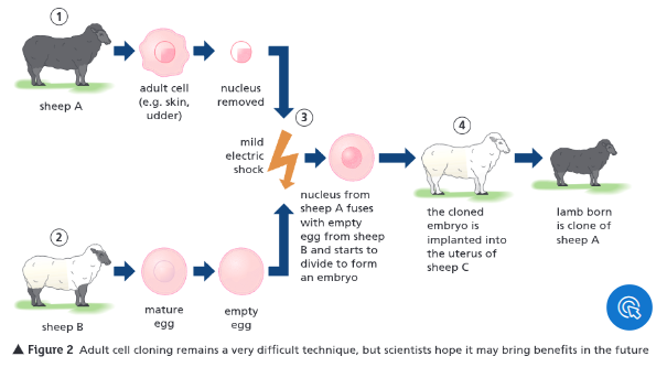 <p>What is the process of adult cell cloning?</p>