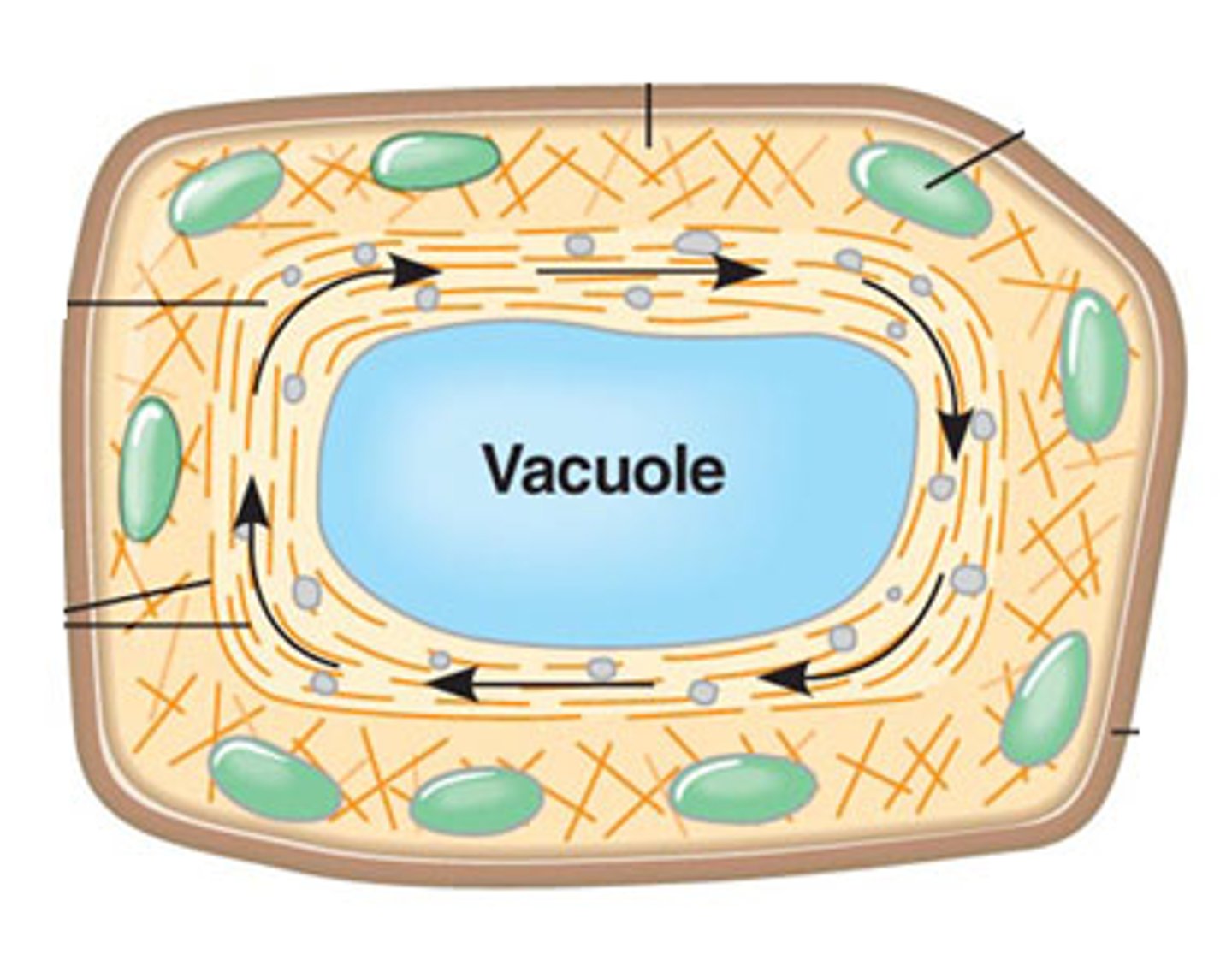 <p>cytoplasmic streaming</p>