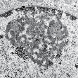 <p>What is ‘PF’? (it is incorrectly labeled in the image)</p>