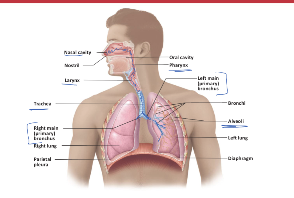 <p><span>List, in order, the respiratory structures that air passes through during inhalation and exhalation.</span></p><p></p><p><span>IN 10 steps </span></p>