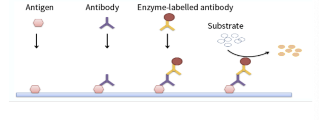 <ol><li><p>attach <strong>specific</strong> <strong>antigens</strong> to well </p></li><li><p>add <strong>sample</strong> of blood plasma with <strong>potential</strong> <strong>antibodies</strong>, if <strong>specific</strong> antibodies are present these will <strong>bind</strong> to antigens at bottom of well </p></li><li><p> <strong>wash</strong> well to remove unbound antibodies </p></li><li><p>add <strong>secondary</strong> complementary monoclonal <strong>antibodies</strong> with <strong>enzyme attached</strong></p></li><li><p>secondary antibodies <strong>bind</strong> to primary antibody </p></li><li><p><strong>wash</strong> well→ remove unbound antibodies </p></li><li><p>add <strong>substrate</strong>→ enzymes create products that causes a c<strong>olour change (positive result) </strong></p></li></ol><p></p>