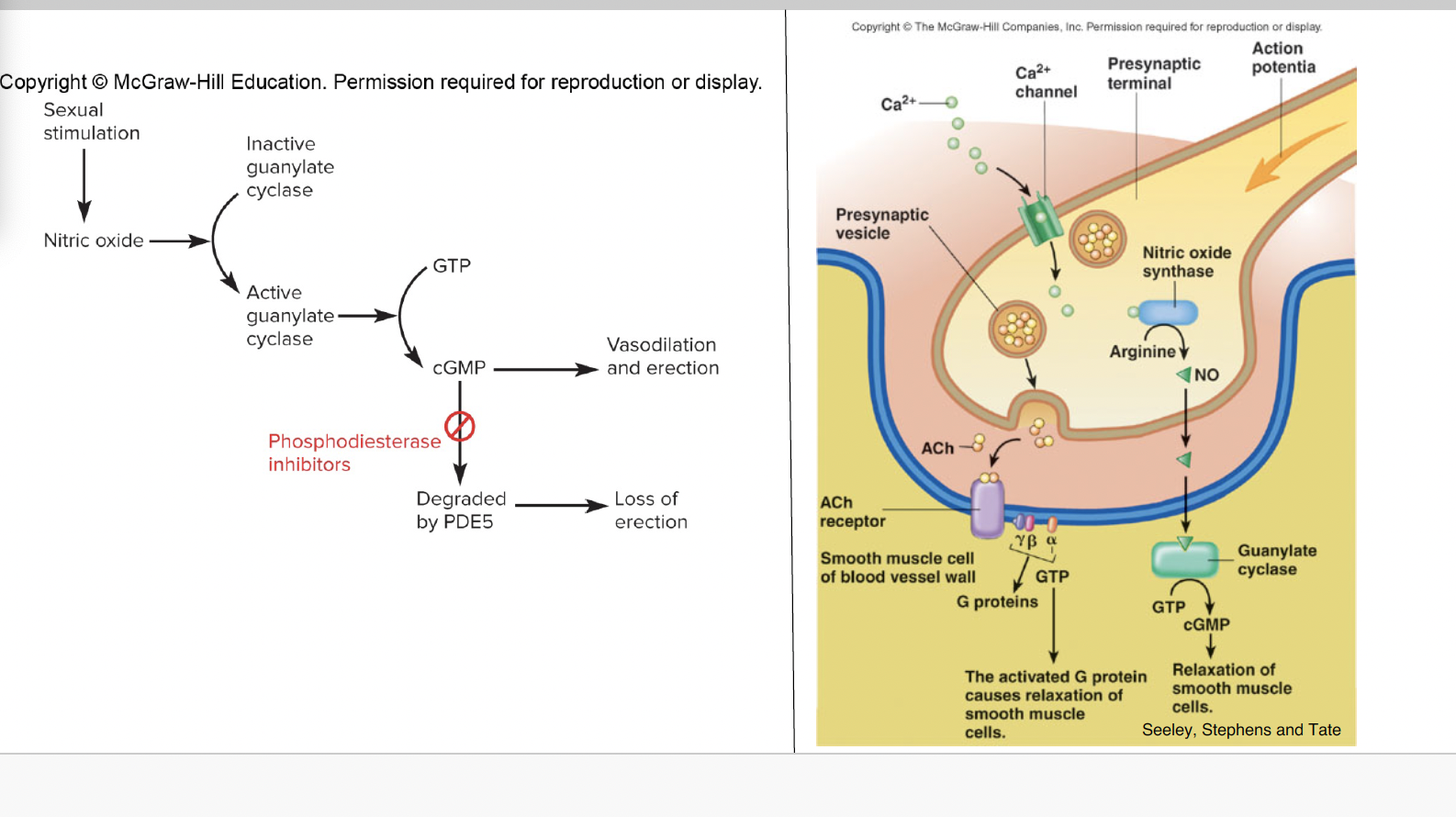 <p>erection of penis, parasympathtic outflow over the pelvic nerves, release Ach and NO (PDE5 inhibitors)</p>