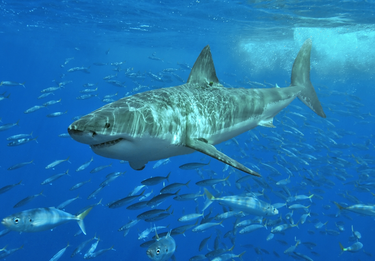 <p>Great White Shark</p>