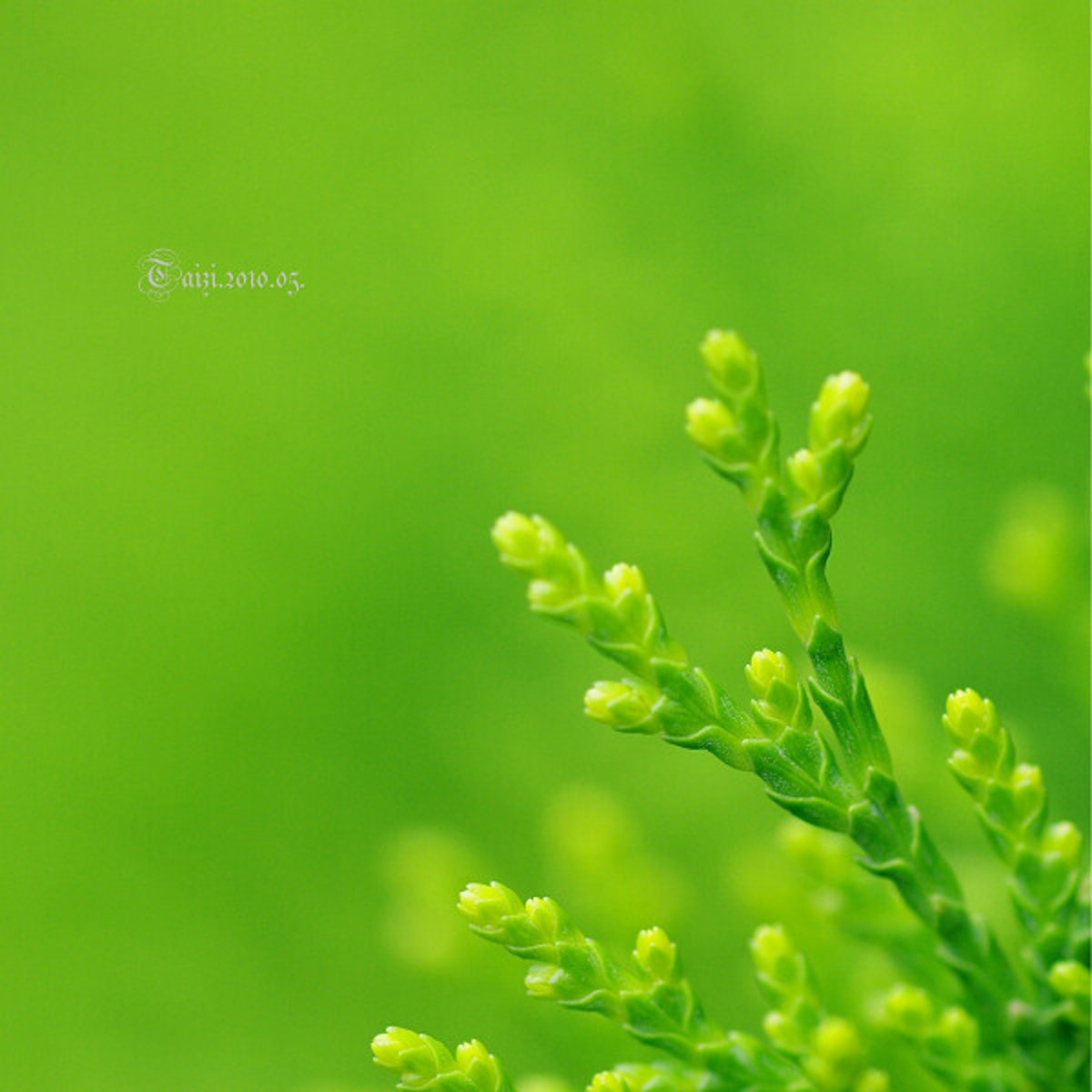 <p>lǜ - green</p>