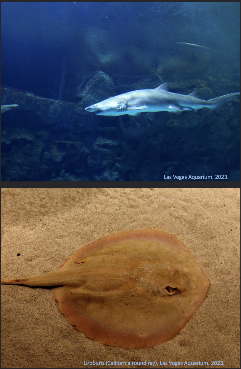 <p><span style="color: rgb(255, 253, 253);">Subclass Chondrichthyes</span></p><ul><li><p><span style="color: rgb(255, 253, 253);">The group of fishes with the longest stratigraphical range: UPPER SILURIAN - HOLOCENE.</span></p></li><li><p><span style="color: rgb(255, 253, 253);">The skeleton is mostly CARTILAGINOUS, but the teeth are BONY, and vertebrae can present an INCIPIENT OSSIFICATION.</span></p></li><li><p><span style="color: rgb(255, 253, 253);">Includes SHARKS, CHIMAERAS and RAYS.</span></p></li></ul><p></p>