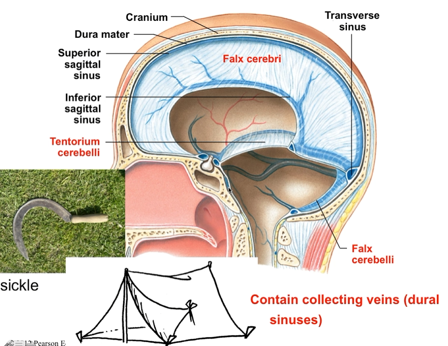 <ul><li><p>Folded inner layer of dura mater</p></li><li><p>Stabilize and support the brain</p></li><li><p>Three largest dura folds:</p><ul><li><p>Falx cerebri (separates the hemispheres of the cerebrum)</p></li><li><p>Tentorium cerebelli (separates the cerebellum from cerebrum)</p></li><li><p>Falx cerebelli (separates the two hemispheres of the cerebellum)</p></li></ul></li></ul><p></p>