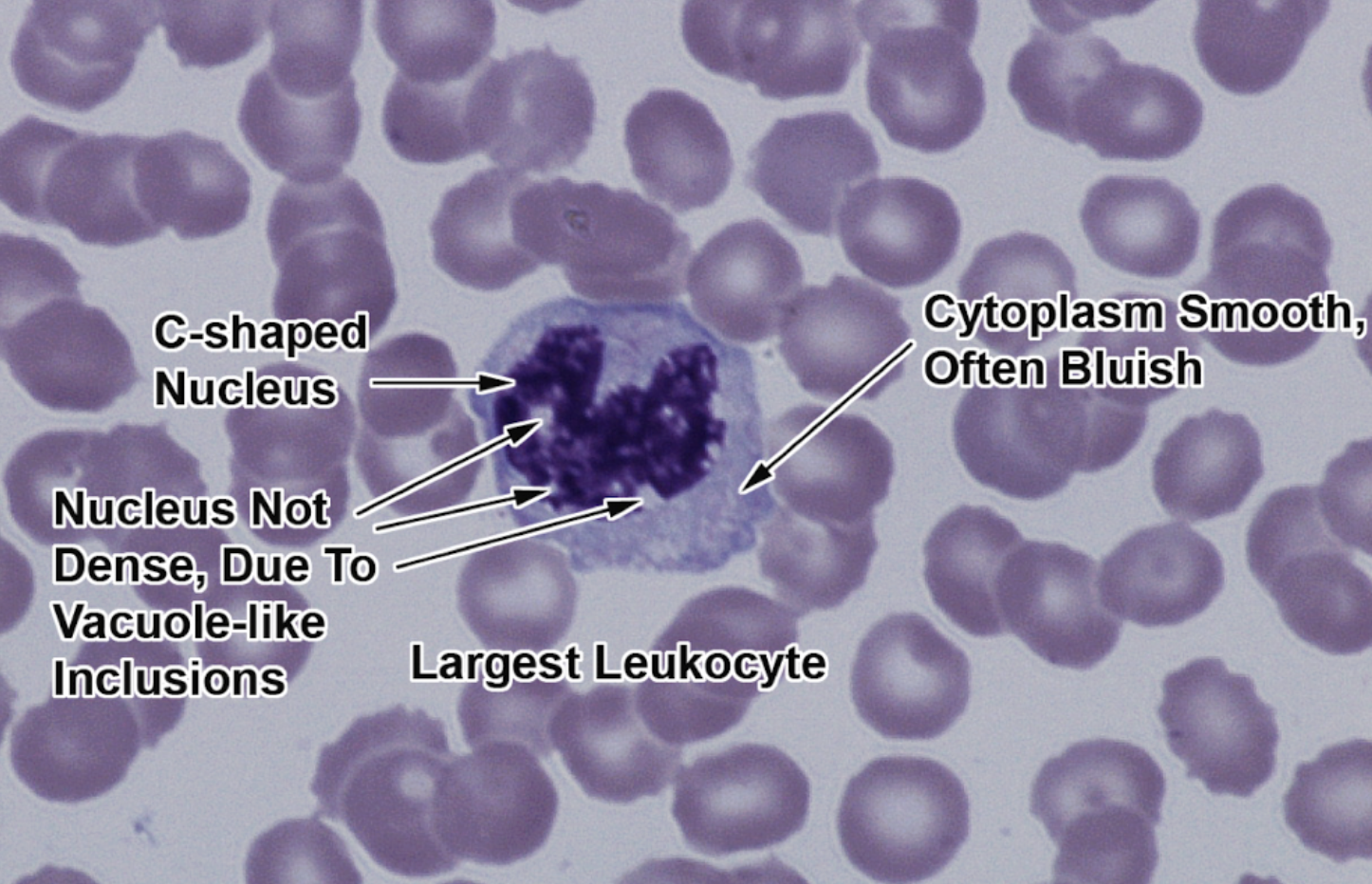 <p>Largest Leukocytes, kidney shaped </p>