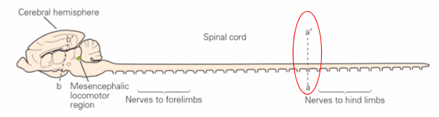 <p>surgical severing of the spinal cord - typically at lower thoracic level</p><p>isolates spinal segments controlling hind limb musculature from rest CNS</p>