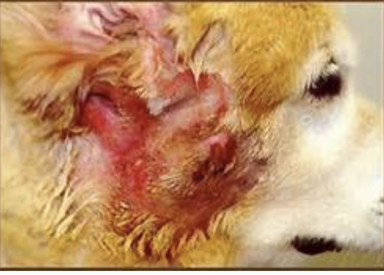 <img src="blob:null/ef36ee75-50b7-45ab-8725-5a6ecdbdc65c" width="249" height="173"><p>Rapid onset, oozing of clear serous liquid</p>