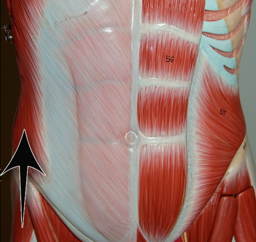 <p>abdominal wall and spine</p>