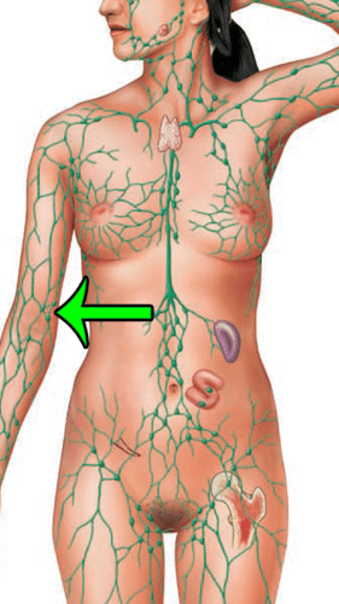 <p>Epitrochlear lymph nodes- drains from the hand and forearm</p>