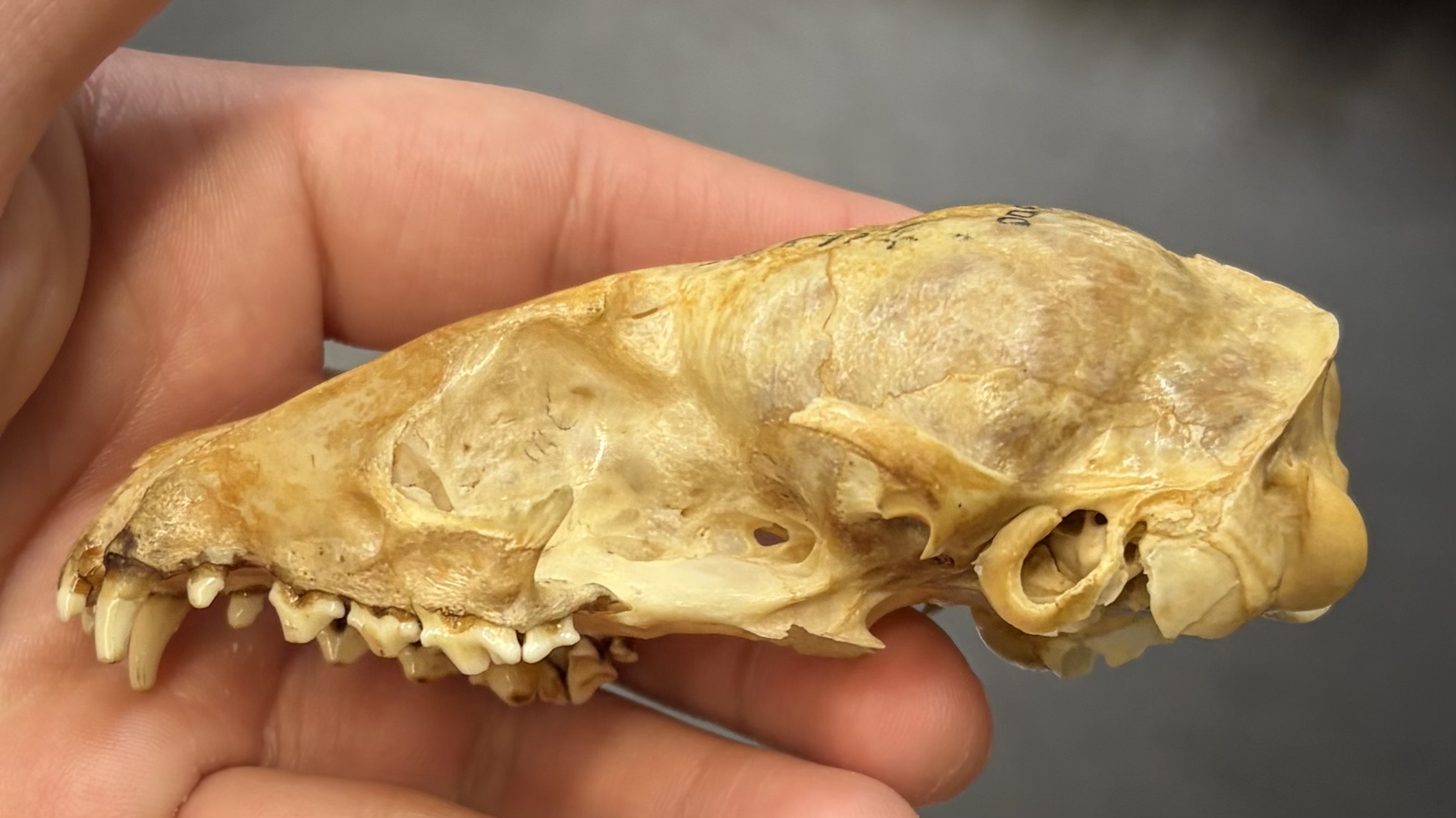 <p>***THEY DO HAVE A ZYGOMATIC ARCH!! This skull is broken</p>