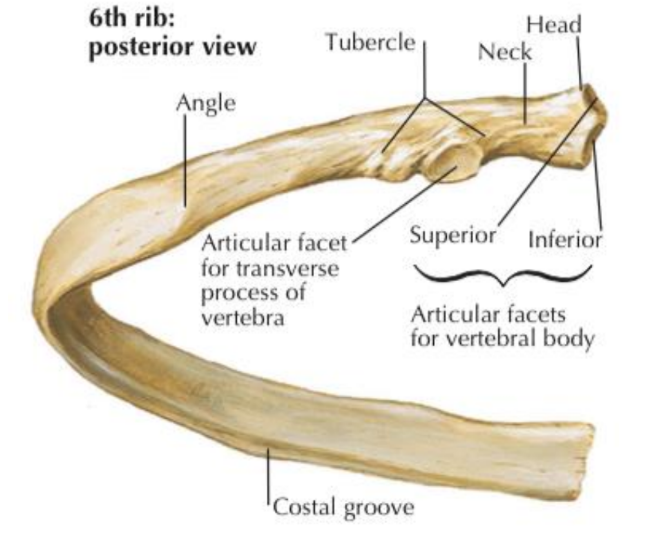 <ul><li><p><u>Shaft</u>: outward convexity, costal groove- intercostal arteries/nerves</p></li><li><p><u>Posterior angle</u>: bend in shaft 2” from tubercle</p></li><li><p><u>costal groove:</u> protect intercostal nerve vessels</p></li><li><p><u>tubercle:</u> junction of neck / shaft, has articular + non-articular portions</p></li></ul><p></p>