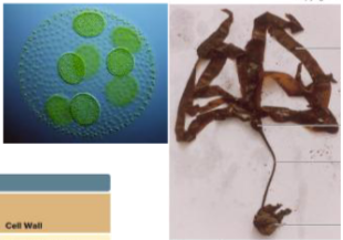 <p>algae </p>
