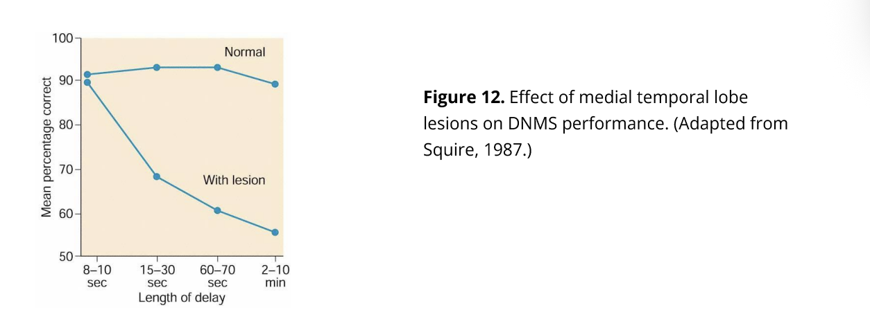 <ul><li><p>damage amygdala + spared overlying cortex→ <strong>no memory deficits</strong></p></li></ul><p>Conclusion:</p><ul><li><p><strong>hippocampus + adjacent cortical areas</strong>→ ‘medial temporal lobe memory’ system <strong>is critical to memory</strong></p></li></ul><p></p>