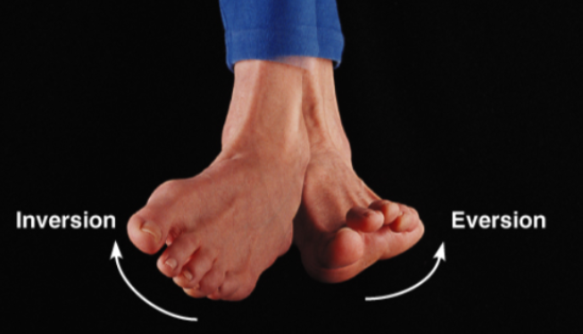 <p>movements of the foot</p><ul><li><p>inversion - turn sole medially</p></li><li><p>eversion - turn sole laterally</p></li></ul><p></p>