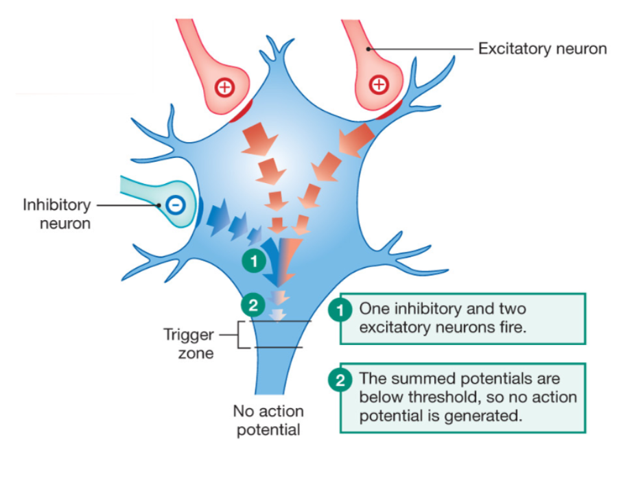 <p>Special summation continued (a mix of excitatory and inhibitory inputs)</p>
