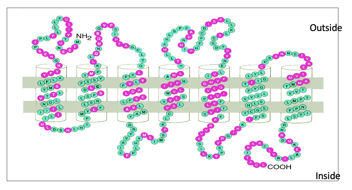 <p><strong>GPCRs</strong> (7 TM domains)</p><ul><li><p>Figure: green is common AA in many ORs, pink is highly variable (det. odor specificity)</p></li><li><p><strong>Each OSN expresses only 1 odorant receptor gene</strong></p></li></ul><p></p>