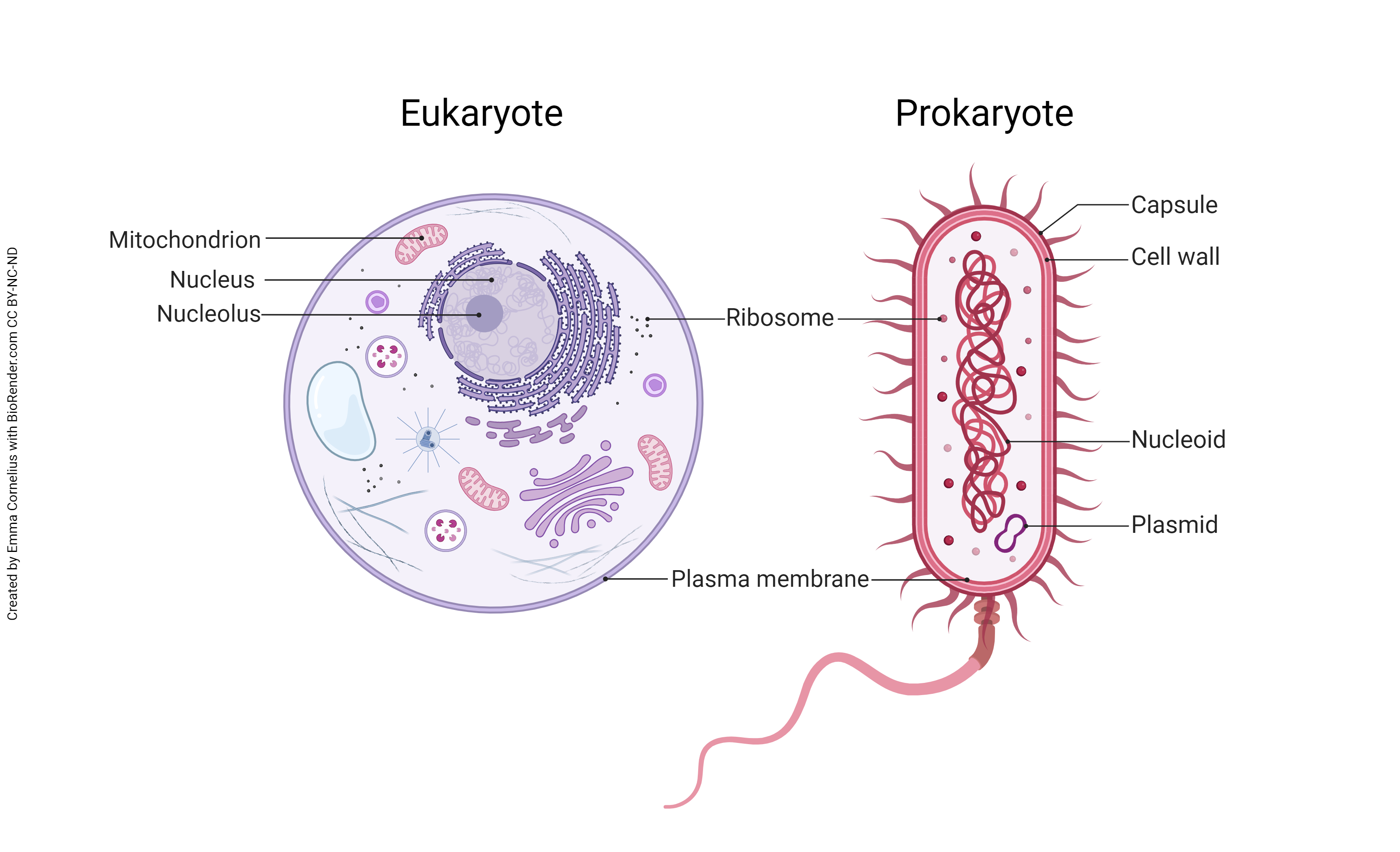 <p>Eukaryotes</p>