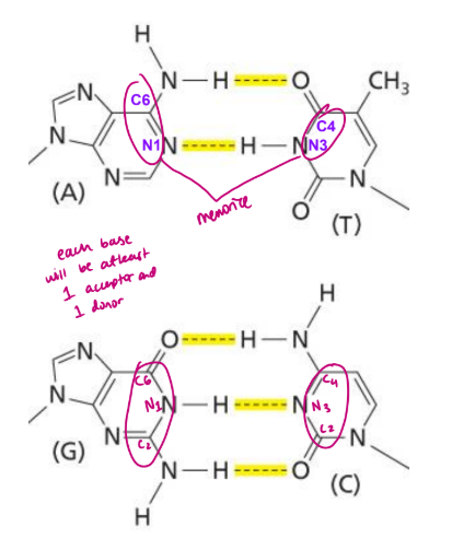 <ul><li><p>between nucleotides </p></li></ul><p>The amino and carbonyl functional groups on the four bases found in DNA allow for specific hydrogen bonding interactions between the bases.</p><p>Not all parts of the bases that can hydrogen bond are involved in Watson-Crick base pairing, other groups can h bond with proteins when they interact </p>