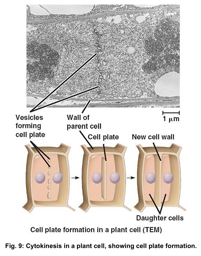 <ul><li><p>a series of Golgi vesicles appear in the middle of the parent cell</p><ul><li><p>the contents of the Golgi vesicles are used to form the cell walls that separates the daughter cells</p></li><li><p>the membranes of the Golgi vesicles (phospholipid bilayer) form the new cell surface membrane</p></li></ul></li><li><p>the Golgi vesicles fuse to form the cell plate, which grows outwards</p><ul><li><p>the cell plate eventually fuses with the parent cell wall and cell surface membrane, separating the two daughter cells</p></li></ul></li></ul><p></p>