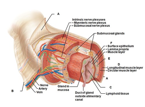<p>this is the second most inner layer represented by letter E contains blood vessels lymph ductless and submucosal plexus </p>