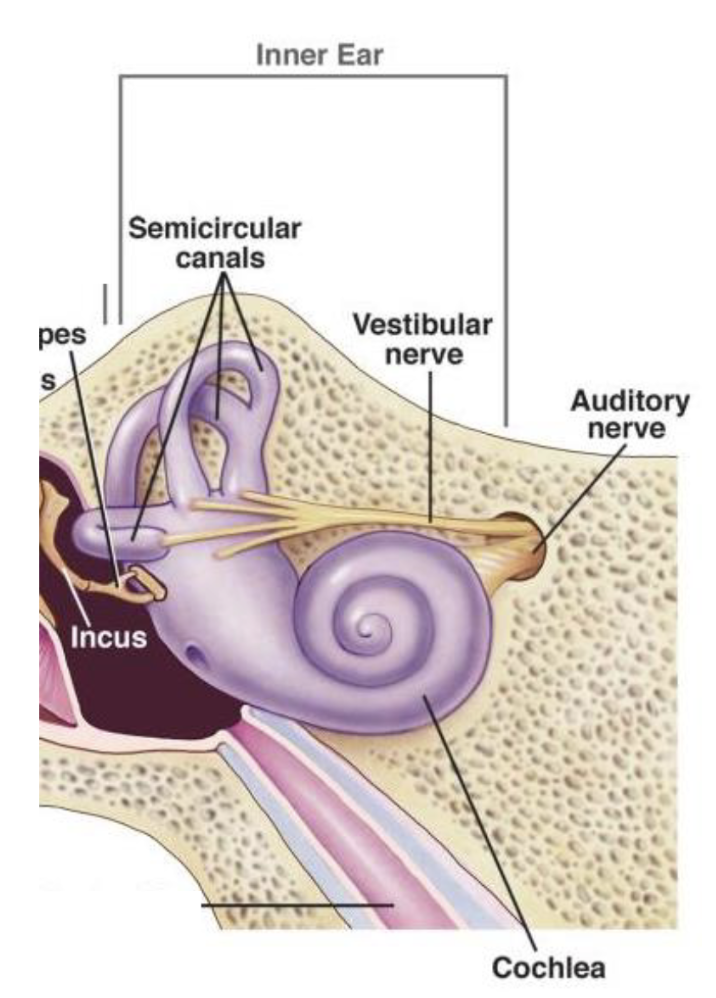 <p>Sound Transmission and Conversion</p>