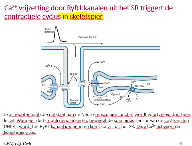 <ul><li><p>AP wordt voortgeleid over hele spiercel</p></li><li><p>daar wwaar T tubuli in buurt zijn van SR is er een elektrische schakelar: DHPR (dihydropiridine ) receptor.</p></li><li><p>DHPR = L type spanafh Ca2+ kanaal en wordt geactiveerd door depol van AP.</p></li><li><p>DHPR zorgt dan dat in membraan van SR een ionenkanaal opengaat: de ryanodine receptor (RyR1).</p></li><li><p>openen RyR1 zorgt voor Ca2+ vrijzetting en zo activatie van dwarsbrugcyclus.</p></li></ul><p></p>