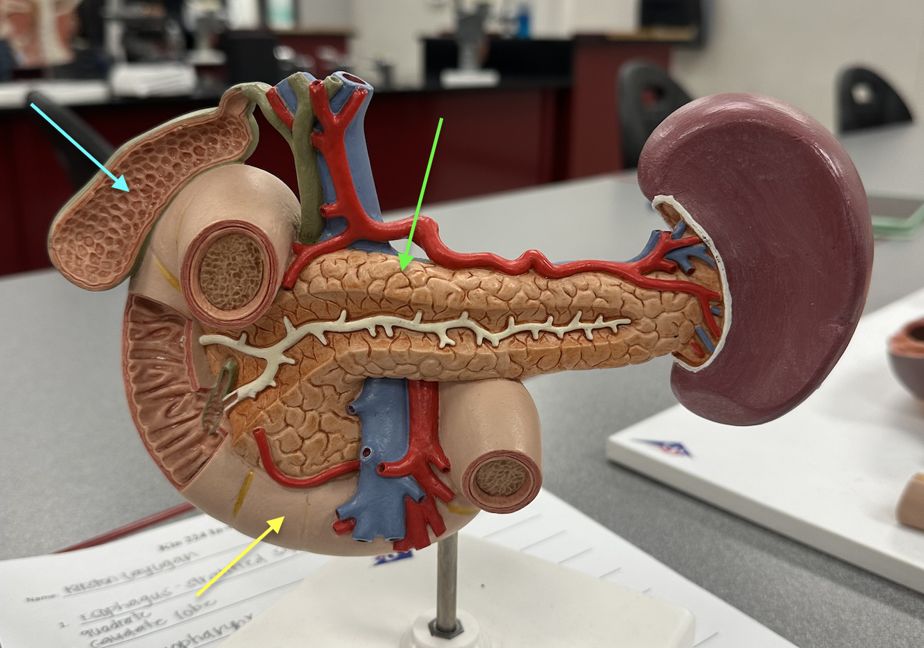 <p>Identify organs</p>